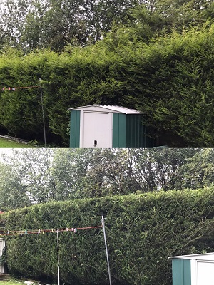Hedge Reduction & Trimming