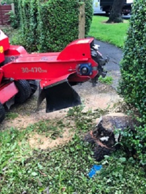 Stump Grinding