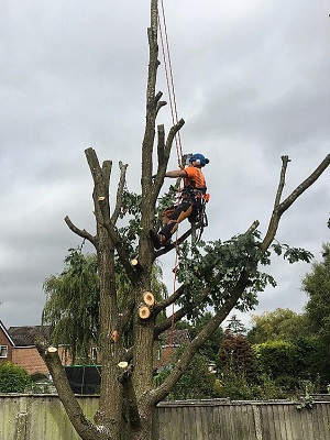 Tree Dismantling